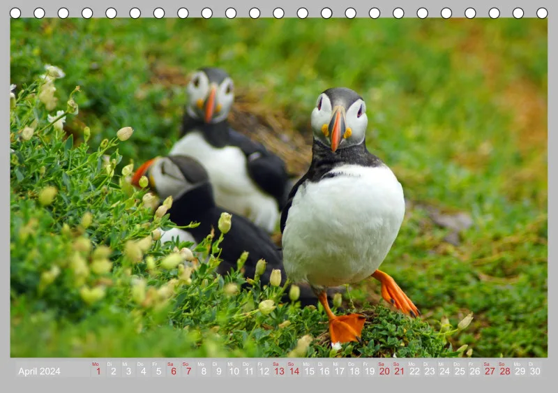 2024 Tischkalender A5 Papageitaucher - Kleine Vögel ganz groß!
