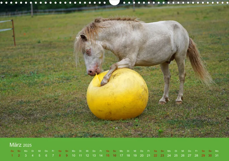 2025 A3 Faszination Shetlandpony