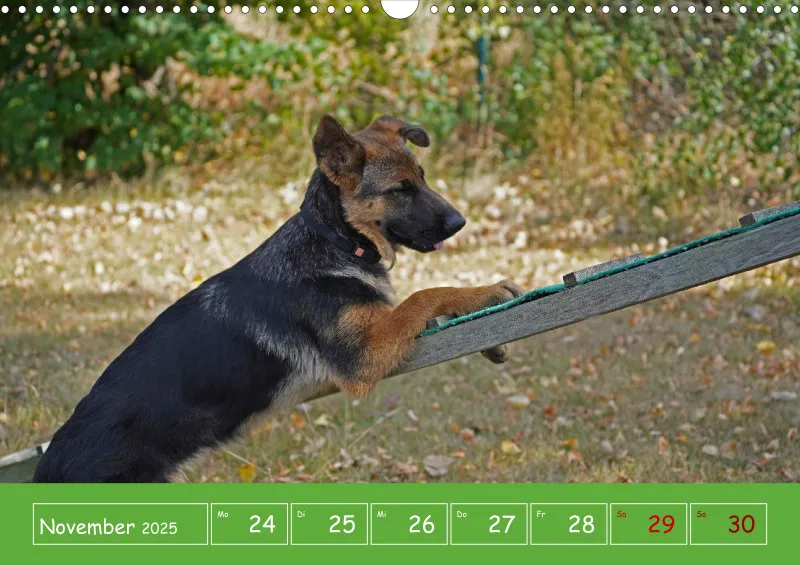 A3 2025 Wochenkalender Schäferhund