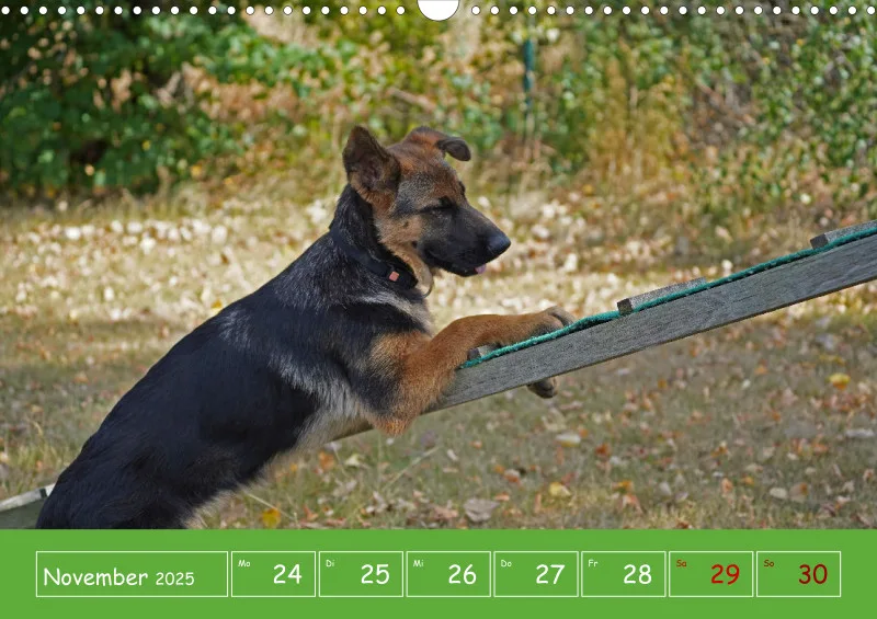A3 2025 Wochenkalender Schäferhund