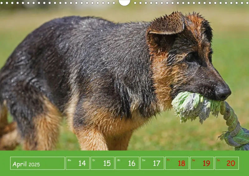 A3 2025 Wochenkalender Schäferhund