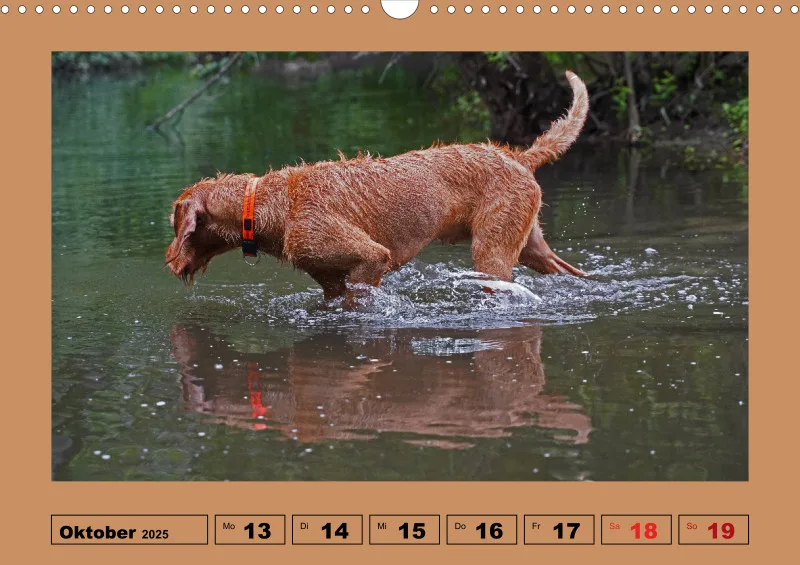 2025 A3 Wochenkalender Faszination Magyar Vizsla