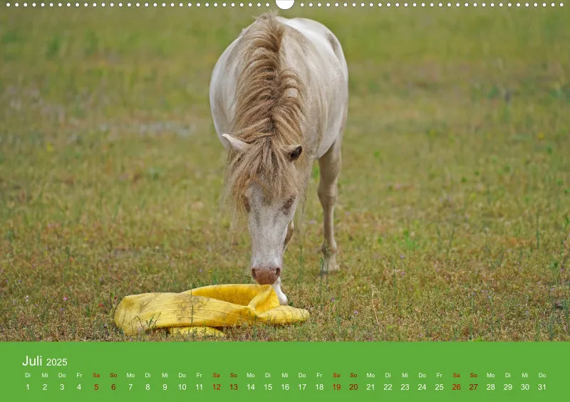 2025 A2 Faszination Shetlandpony