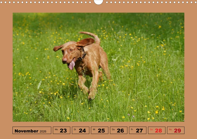 2026 A3 Wochenkalender Faszination Magyar Vizsla