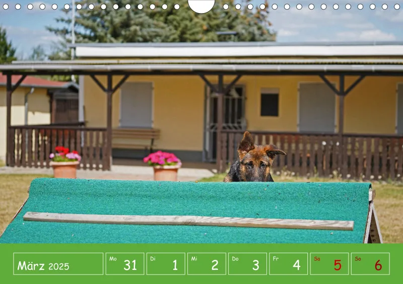 A4 2025 Wochenkalender Schäferhündin