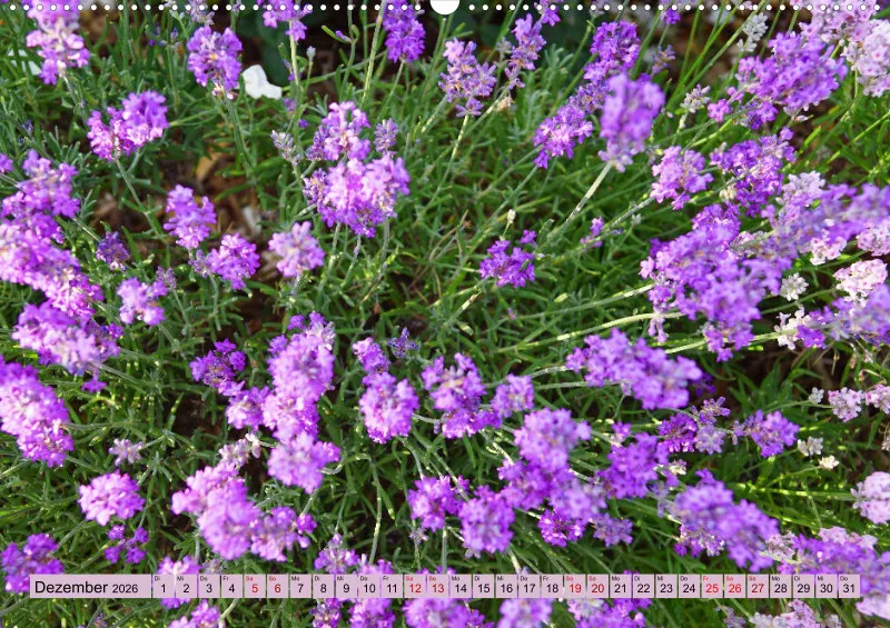 2026 A2 Farbzauber Lavendel