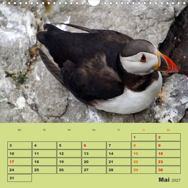2027 Quadrat Papageitaucher - kleine Vögel ganz groß!