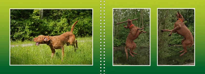 Faszination Magyar Vizsla - Fotoalbum