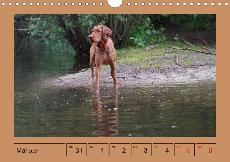 2027 A4 Wochenkalender Faszination Magyar Vizsla