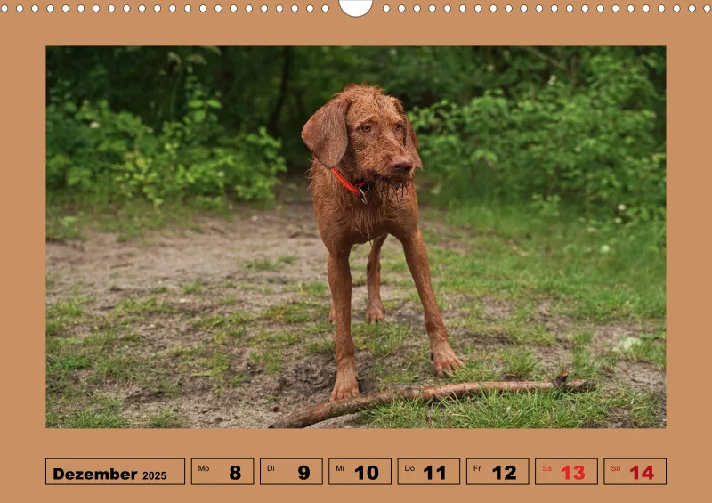 2025 A3 Wochenkalender Faszination Magyar Vizsla