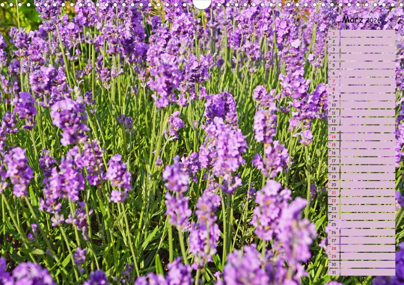2026 A3 Terminplaner Farbzauber Lavendel