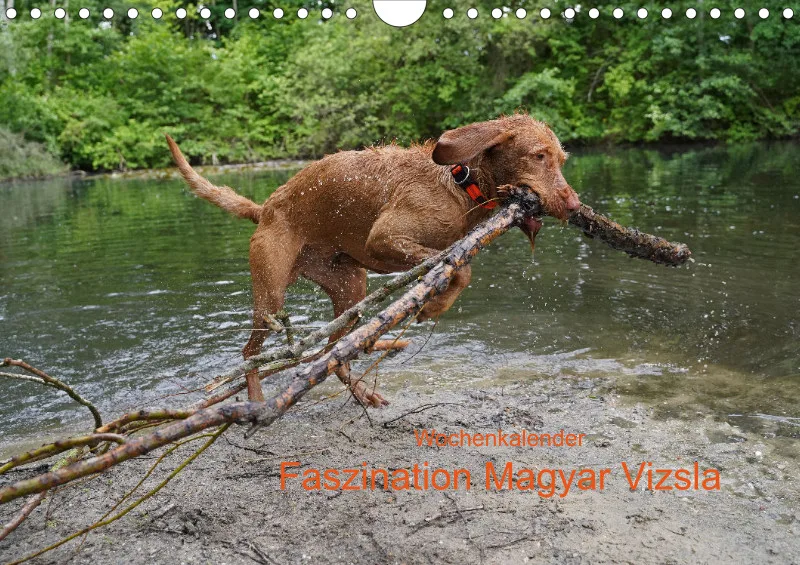 2027 A4 Wochenkalender Faszination Magyar Vizsla