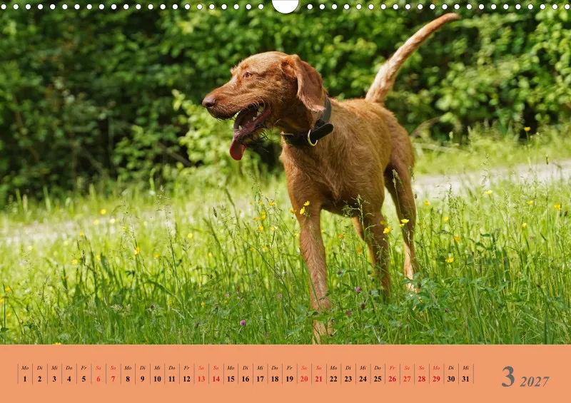 2027 A3 Faszination Magyar Vizsla