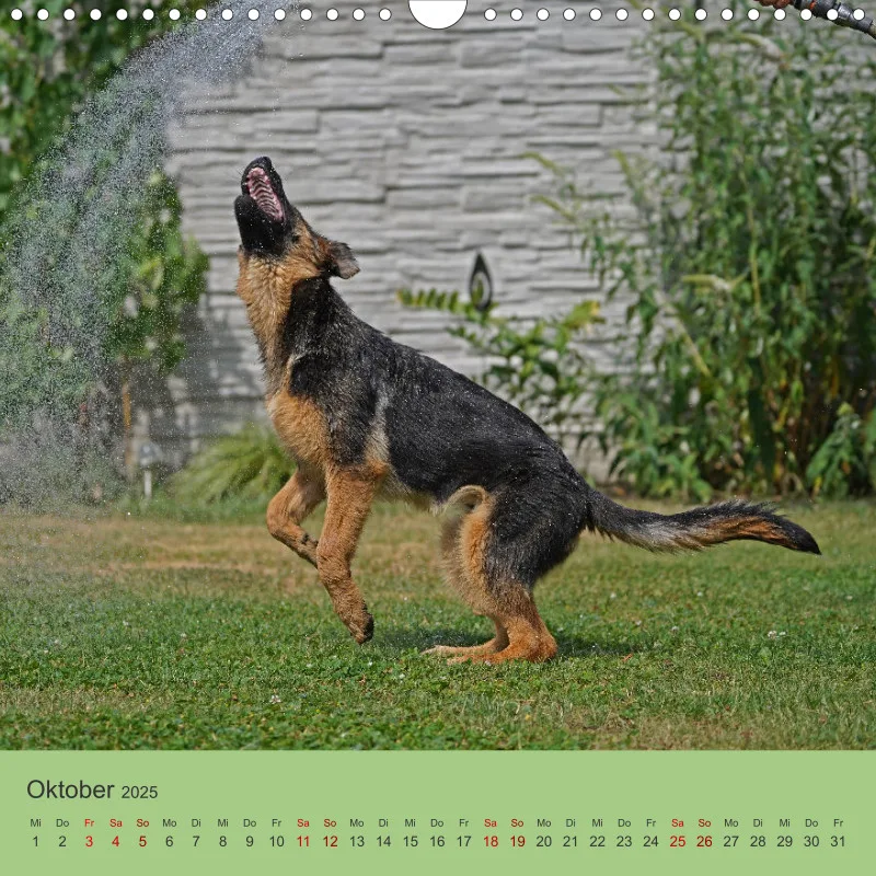 Quadrat 30x30 2025 Schäferhund