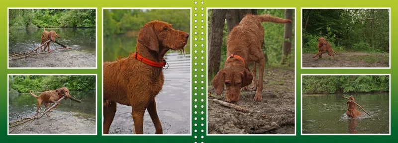 Faszination Magyar Vizsla - Fotoalbum