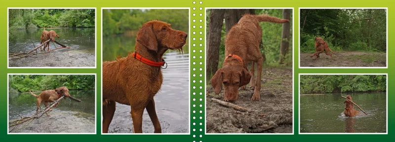 Faszination Magyar Vizsla - Fotoalbum