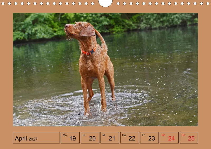 2027 A4 Wochenkalender Faszination Magyar Vizsla