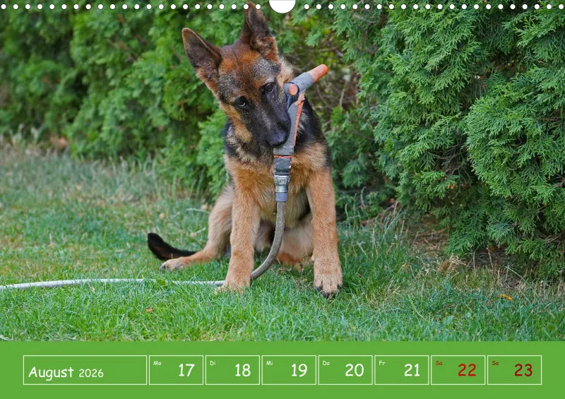 A3 2026 Wochenkalender Schäferhund