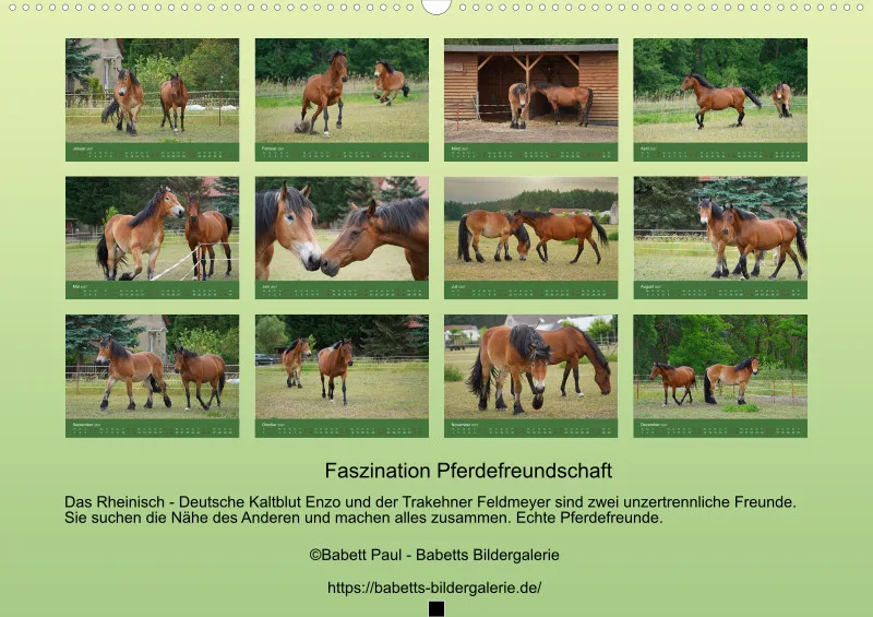 2027 A2 Faszination Pferdefreundschaften