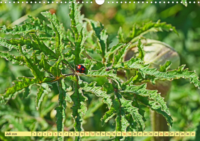 2026 A3 Farbzauber Natur -Grün