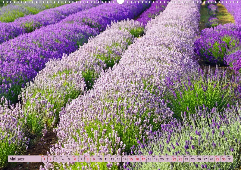 2027 A2 Farbzauber Lavendel
