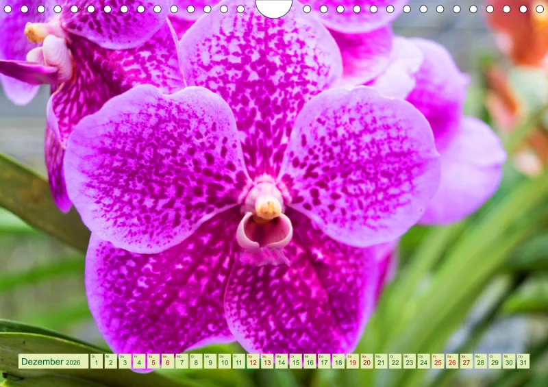 2026 A4 Farbzauber Orchideen