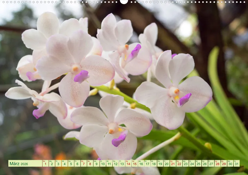 2026 A2 Farbzauber Orchideen