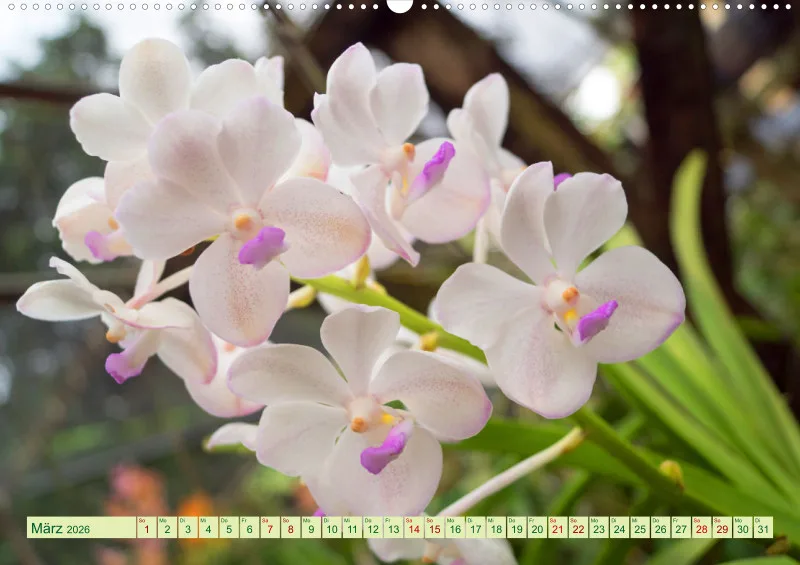 2026 A2 Farbzauber Orchideen