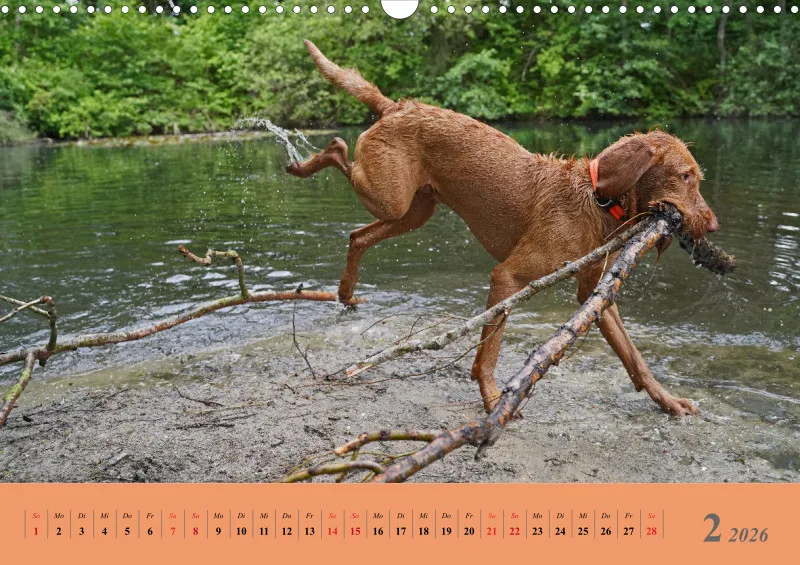 2026 A3 Faszination Magyar Vizsla