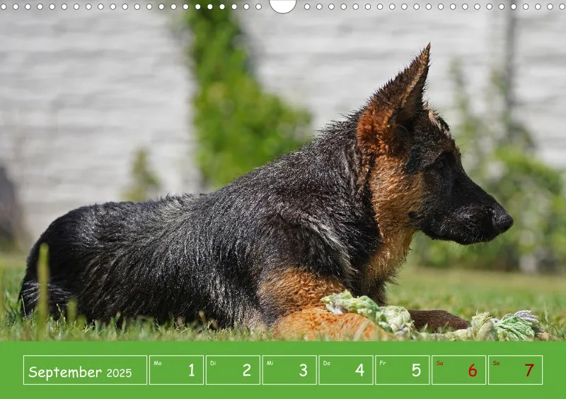 A3 2025 Wochenkalender Schäferhund