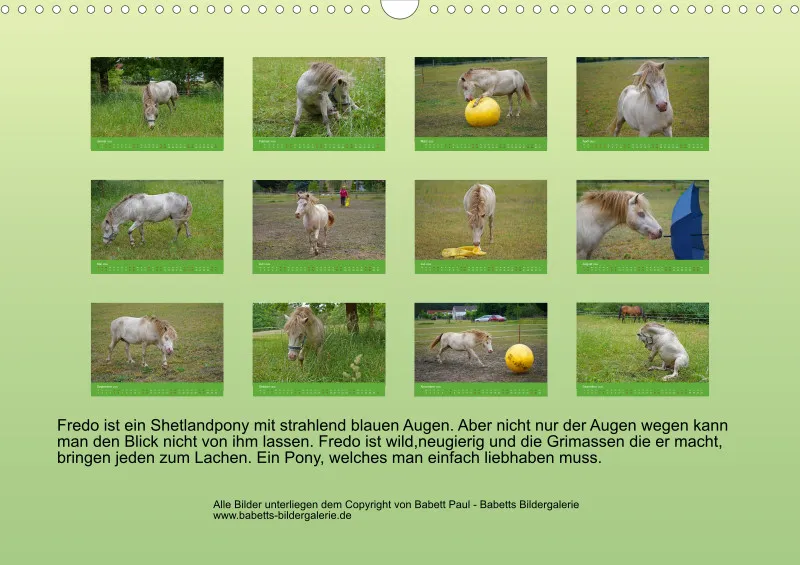 2026 A3 Faszination Shetlandpony