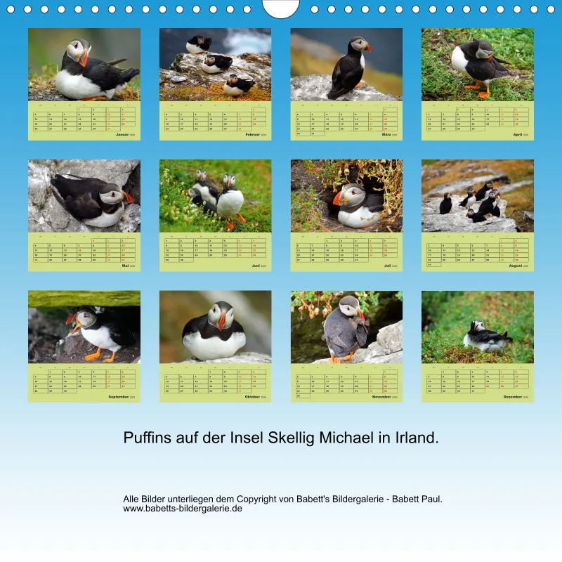 2026 Quadrat Papageitaucher - kleine Vögel ganz groß!