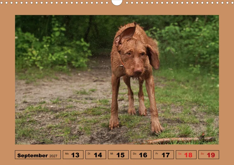 2027 A3 Wochenkalender Faszination Magyar Vizsla
