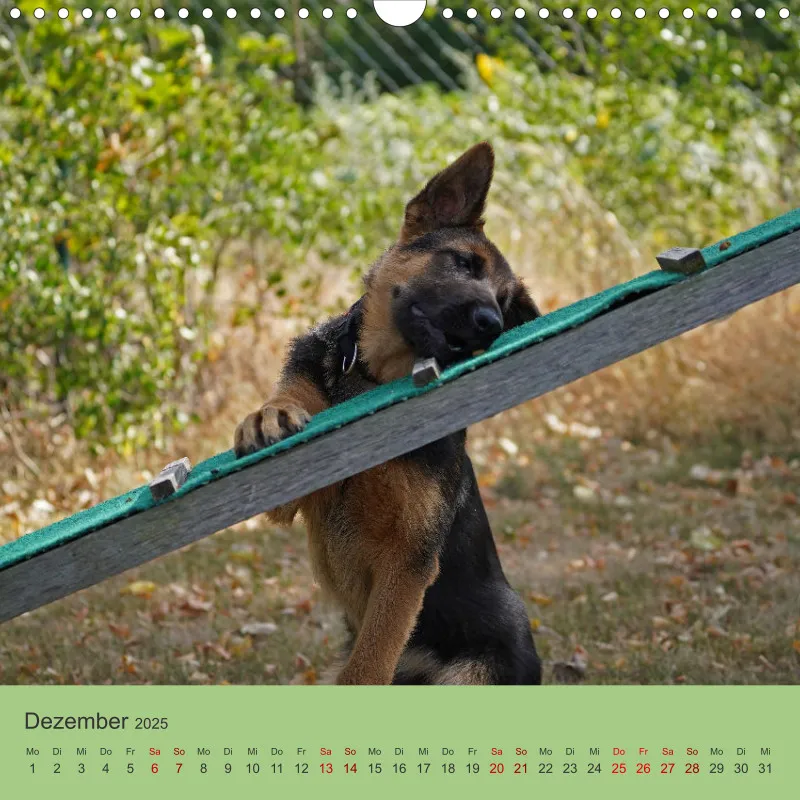 Quadrat 30x30 2025 Schäferhund