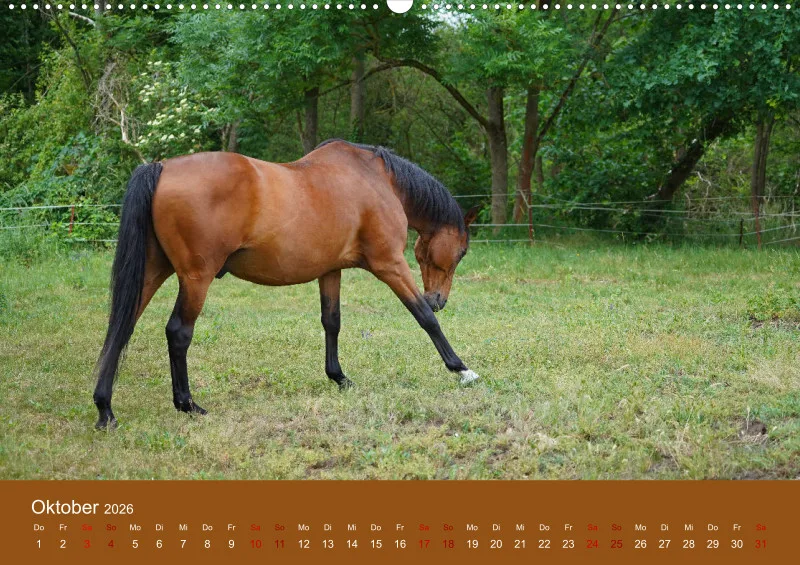 2026 A2 Faszination Trakehner