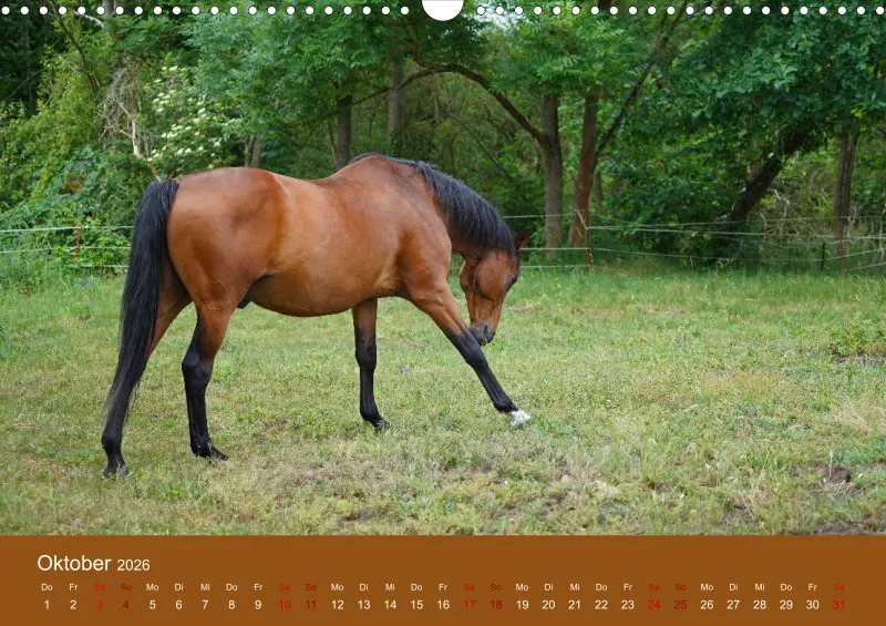 2026 A3 Faszination Trakehner
