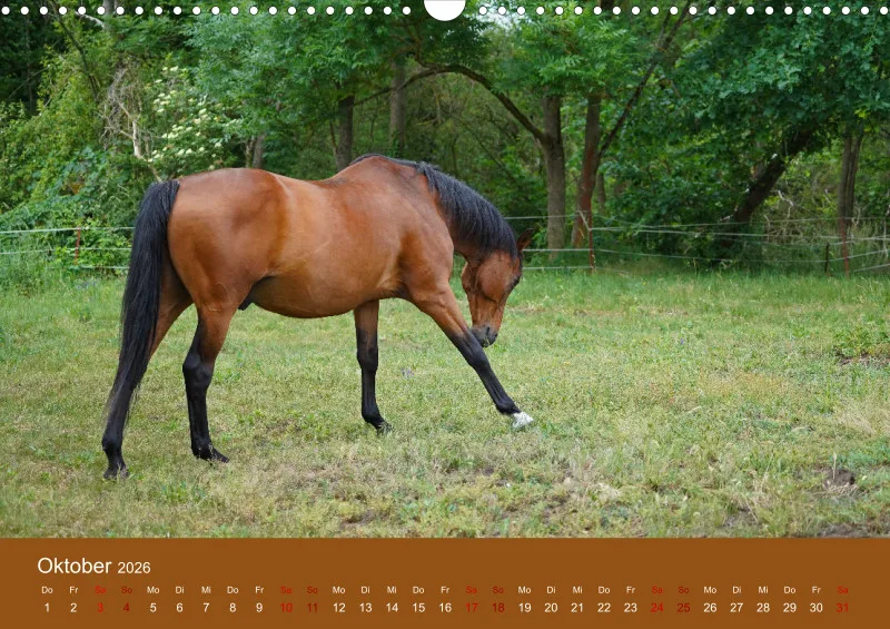 2026 A3 Faszination Trakehner