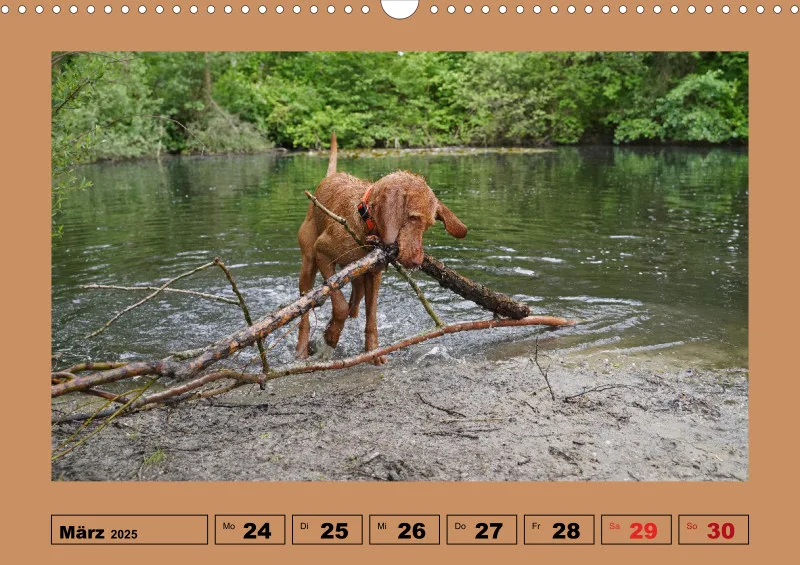 2025 A3 Wochenkalender Faszination Magyar Vizsla