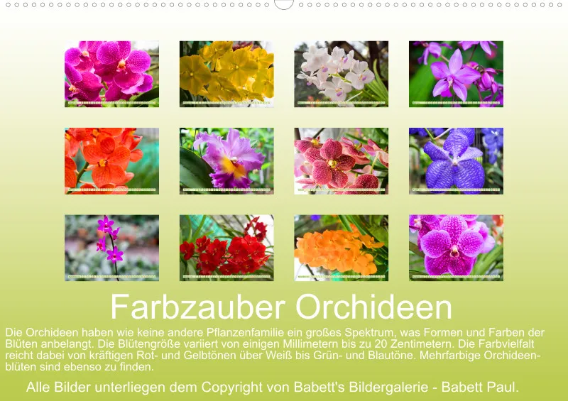 2026 A2 Farbzauber Orchideen