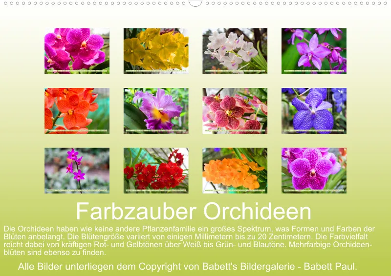 2026 A2 Farbzauber Orchideen