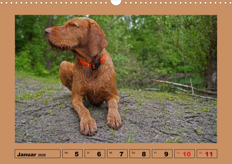 2025 A3 Wochenkalender Faszination Magyar Vizsla