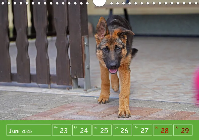 A4 2025 Wochenkalender Schäferhündin