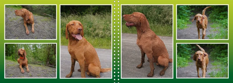 Faszination Magyar Vizsla - Fotoalbum