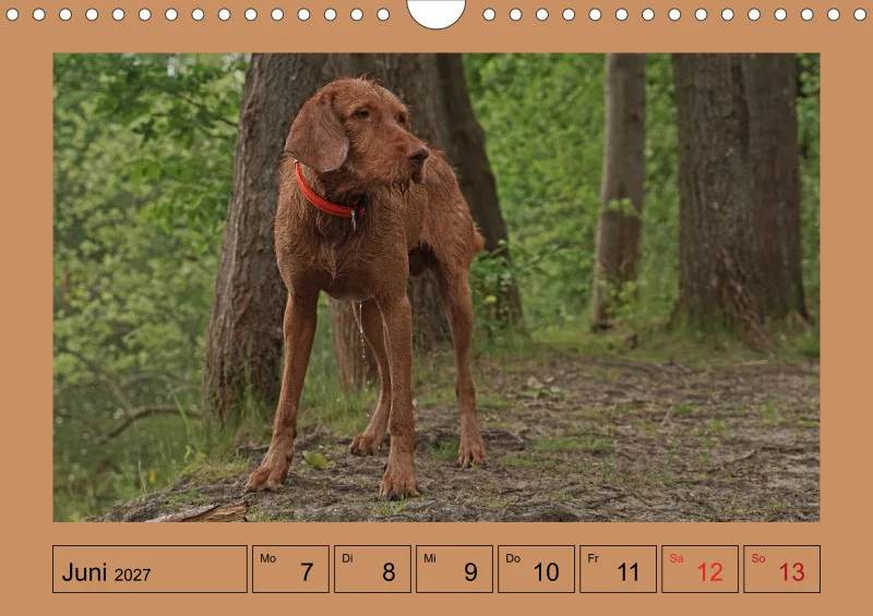 2027 A4 Wochenkalender Faszination Magyar Vizsla