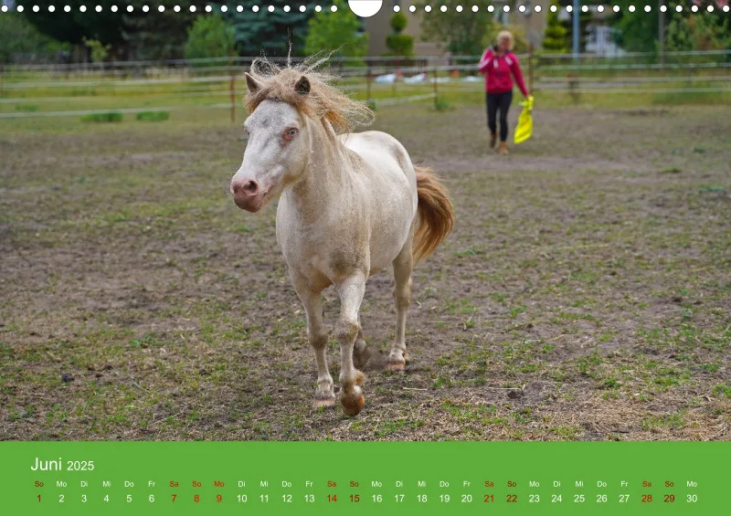 2025 A3 Faszination Shetlandpony