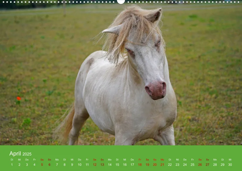 2025 A2 Faszination Shetlandpony