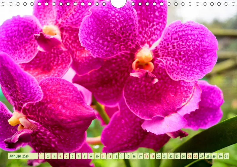 2025 A4 Farbzauber Orchideen