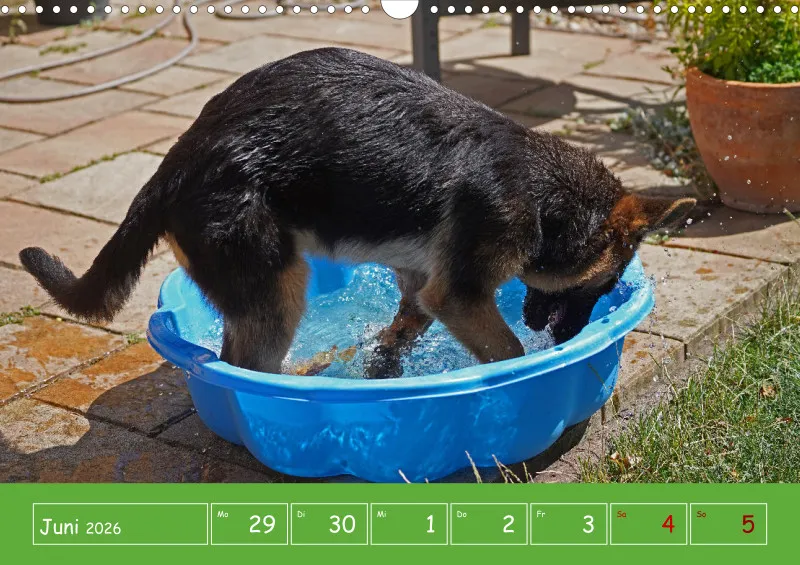 A3 2026 Wochenkalender Schäferhund