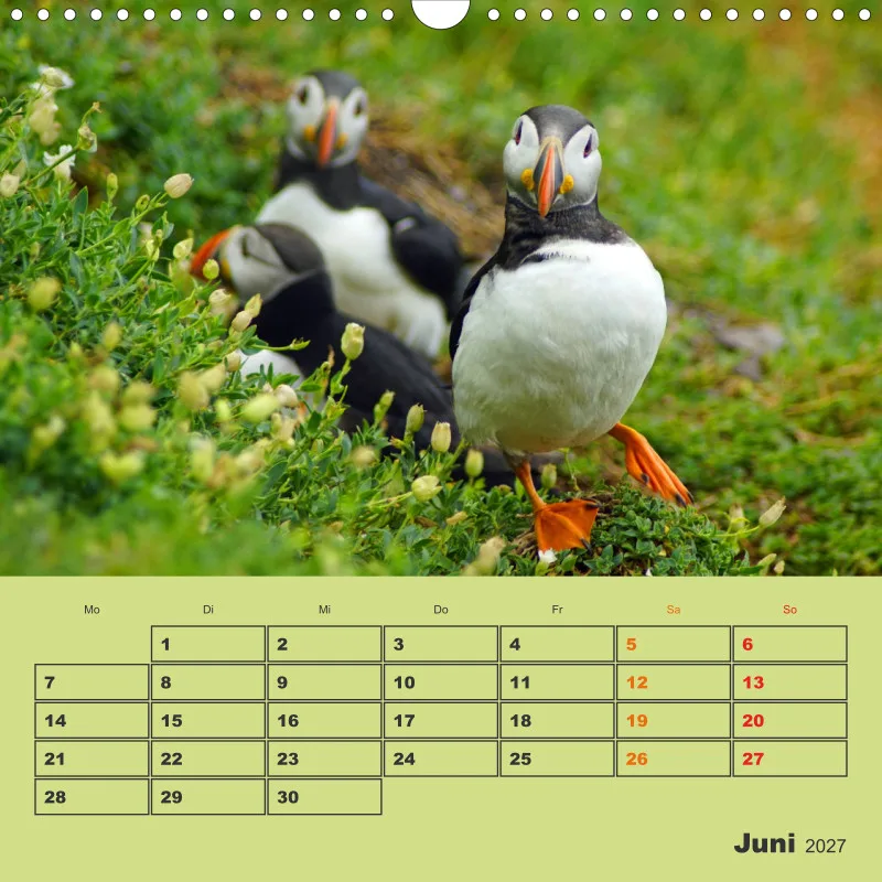 2027 Quadrat Papageitaucher - kleine Vögel ganz groß!