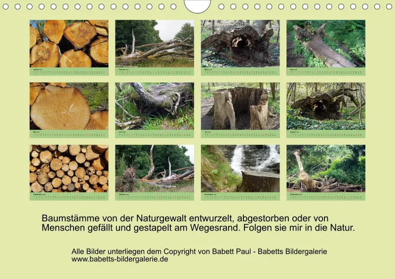 2026 A4 Baumstämme entwurzelt - abgestorben - gefällt